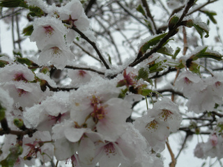 '13 Apr. yuki 003.jpg