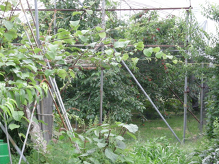 2014 Jun.kitchen 016.jpg