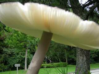 hennamono 004.jpg